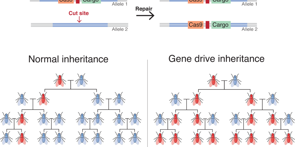 Understanding gene drives and their implications for African populations, ecosystems